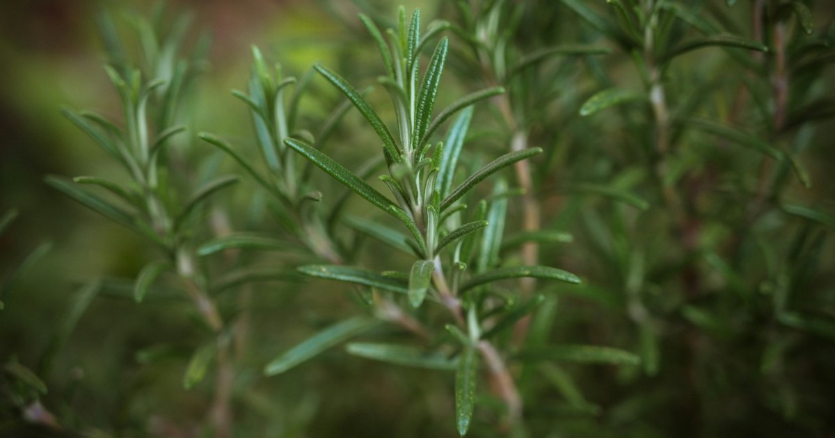 Rosemary Oil for Hair Growth: What the Research Really Shows and How to Use It Safely